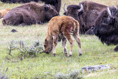 Baby Buffalo May 2025